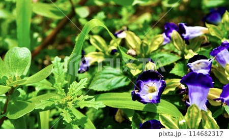 満開の紫色のトレニア 114682317