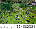 蓮の花が咲く池に鯉が泳ぐ様子 114682324