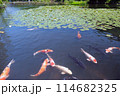 蓮の花が咲く池に鯉が泳ぐ様子 114682325