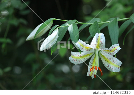 ユリの王様 ユリの王様 114682330