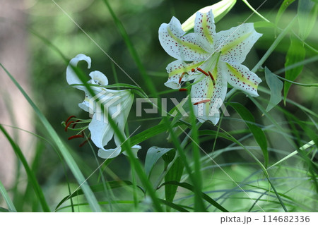 ユリの王様 114682336