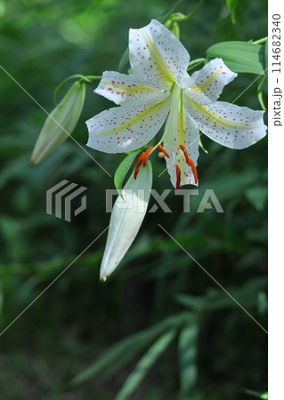 ユリの王様 ユリの王様 114682340