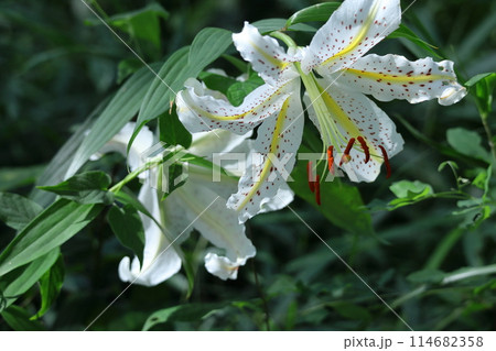 ユリの王様 114682358