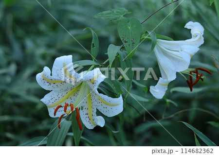 ユリの王様 114682362