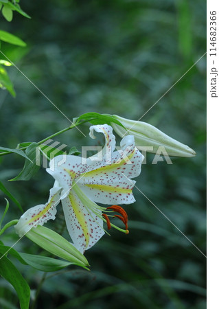 ユリの王様 114682366