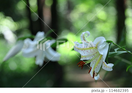 ユリの王様 ユリの王様 114682395