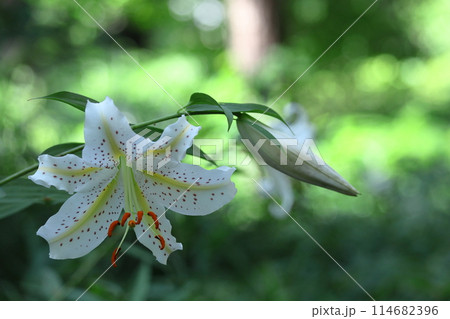 ユリの王様 114682396