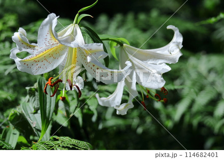 ユリの王様 114682401