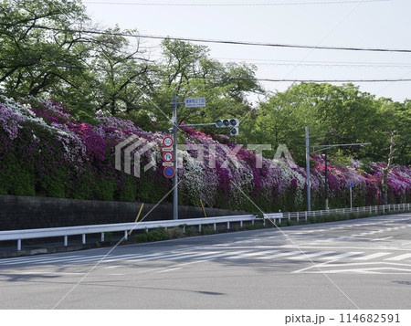 愛知県豊田市の元町工場周辺のつつじ 114682591