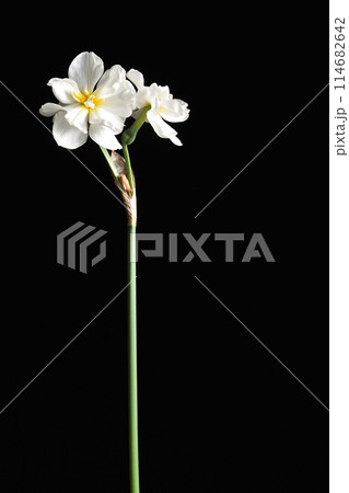 ナルキッスス.パピラセウス 114682642