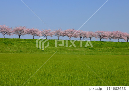 栃木県小山市 思川沿いの間々田地区と乙女地区にまたがる堤防に原産種の桜が続く思川桜堤の桜並木 栃木県小山市 思川沿いの間々田地区と乙女地区にまたがる堤防に原産種の桜が続く思川桜堤の桜並木 114682688
