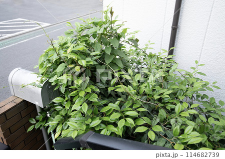 伸びた雑草 伸びた雑草 114682739