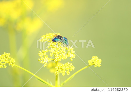 オオセイボウ 114682870