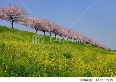 栃木県小山市 思川沿いの間々田地区と乙女地区にまたがる堤防に原産種の桜が続く思川桜堤の桜並木と菜の花 栃木県小山市 思川沿いの間々田地区と乙女地区にまたがる堤防に原産種の桜が続く思川桜堤の桜並木と菜の花 114682939