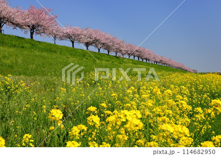 栃木県小山市　思川沿いの間々田地区と乙女地区にまたがる堤防に原産種の桜が続く思川桜堤の桜並木と菜の花 114682950