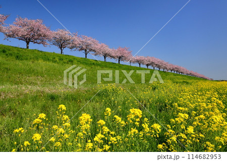 栃木県小山市　思川沿いの間々田地区と乙女地区にまたがる堤防に原産種の桜が続く思川桜堤の桜並木と菜の花 114682953