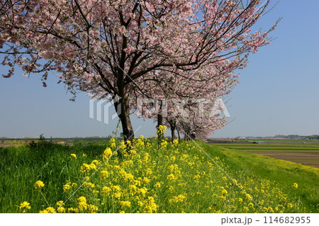 栃木県小山市　思川沿いの間々田地区と乙女地区にまたがる堤防に原産種の桜が続く思川桜堤の桜並木と菜の花 114682955