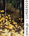 ミツマタの花 114683019