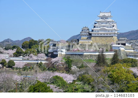 桜に彩られた春の世界遺産姫路城 114683103