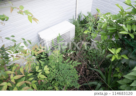伸び放題の雑草 114683120