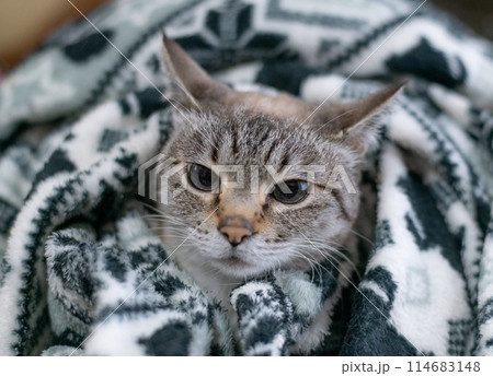毛布の中の猫　シャムトラ猫 114683148