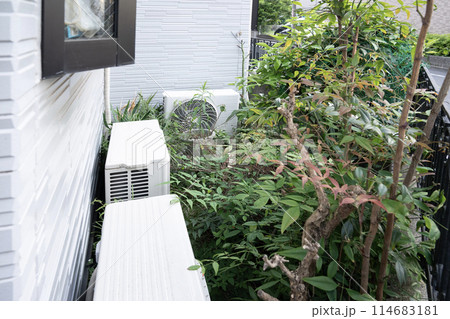 伸び放題の雑草 伸び放題の雑草 114683181