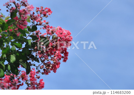 真夏の青空に映える 真夏の青空に映える 114683200