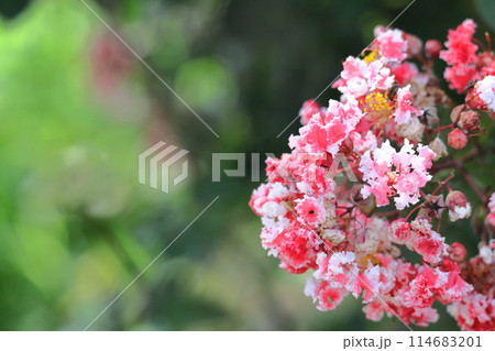 真夏の青空に映える 真夏の青空に映える 114683201