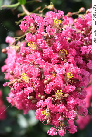 真夏の青空に映える 真夏の青空に映える 114683208