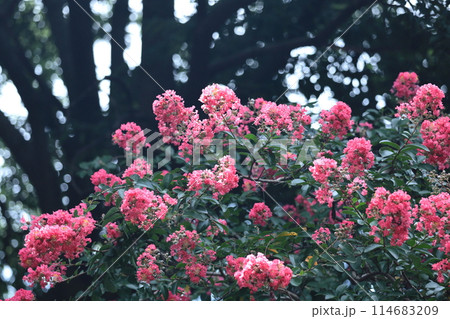 真夏の青空に映える 真夏の青空に映える 114683209