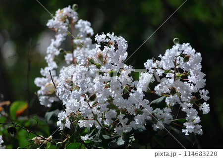 真夏の青空に映える 真夏の青空に映える 114683220