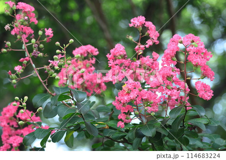 真夏の青空に映える 真夏の青空に映える 114683224