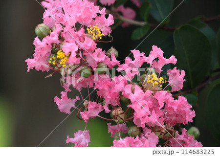 真夏の青空に映える 真夏の青空に映える 114683225