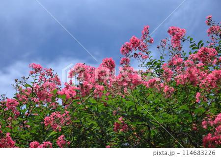 真夏の青空に映える 114683226