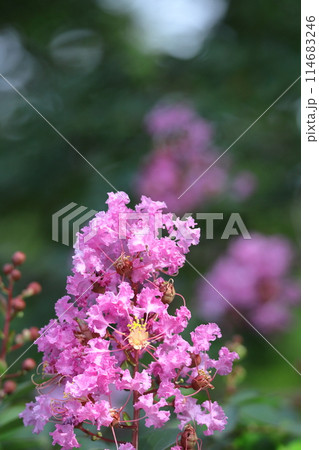 真夏の青空に映える 114683246