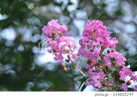 真夏の青空に映える 真夏の青空に映える 114683247