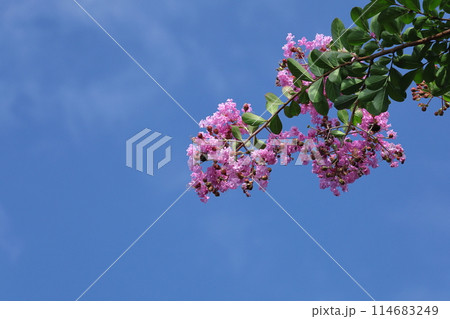 真夏の青空に映える 114683249