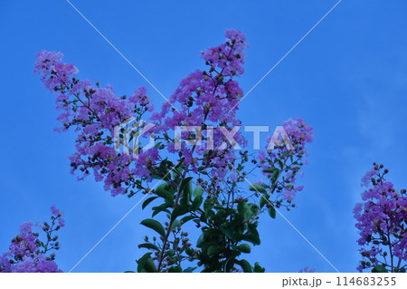 真夏の青空に映える 真夏の青空に映える 114683255