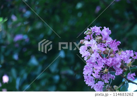 真夏の青空に映える 真夏の青空に映える 114683262