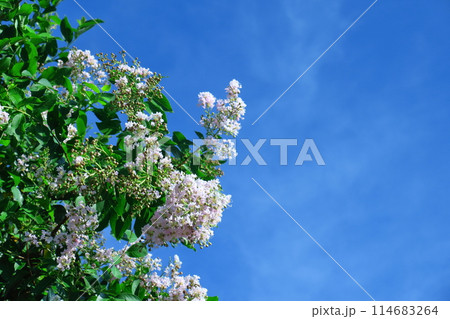 真夏の青空に映える 真夏の青空に映える 114683264