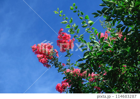 真夏の青空に映える 真夏の青空に映える 114683287