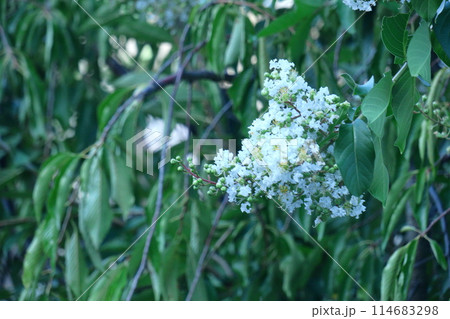 真夏の青空に映える 114683298
