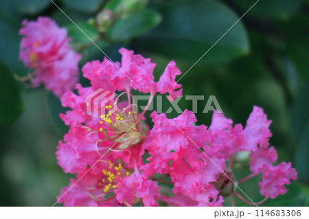 真夏の青空に映える 真夏の青空に映える 114683306