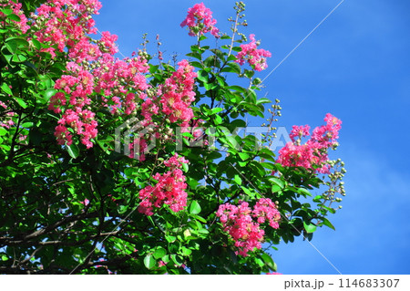 真夏の青空に映える 114683307
