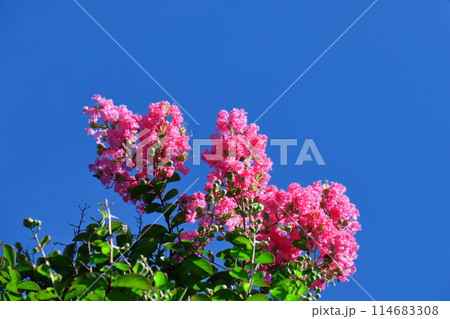 真夏の青空に映える 114683308