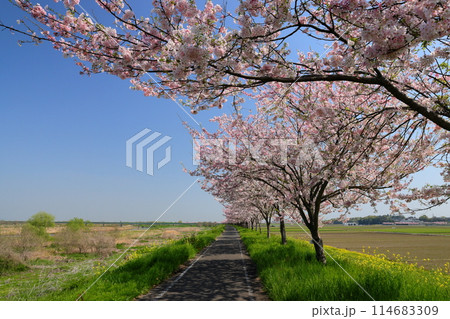 栃木県小山市　思川沿いの間々田地区と乙女地区にまたがる堤防に原産種の桜が続く思川桜堤の桜並木 114683309