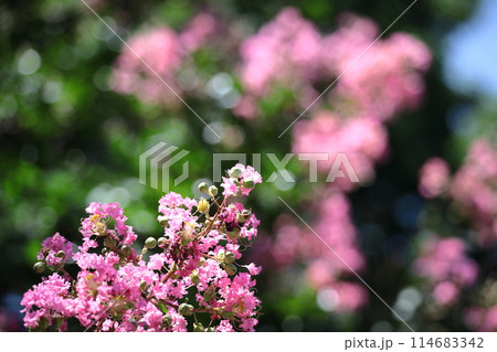 真夏の青空に映える 真夏の青空に映える 114683342