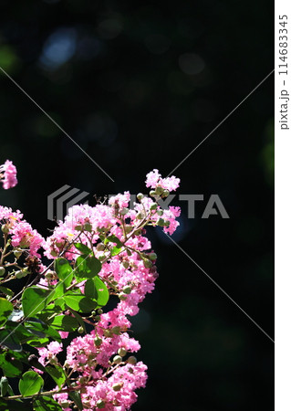 真夏の青空に映える 真夏の青空に映える 114683345