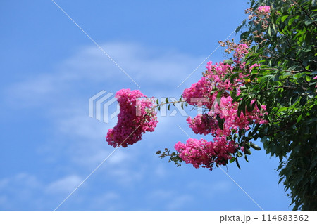 真夏の青空に映える 114683362