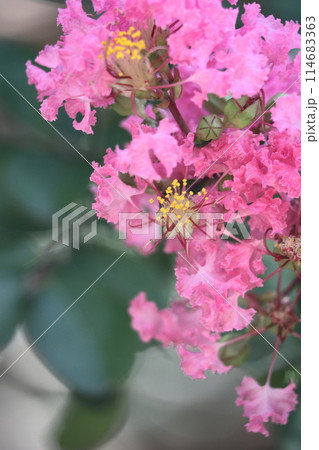 真夏の青空に映える 真夏の青空に映える 114683363